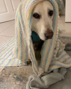 Lorraine Kelly Instagram - This is Sammy - who adopted our director Ralph - modelling the blankie I just knitted for him.  He’s GORGEOUS  #dogsofinstagram #blanket #knitting #happy #handsome