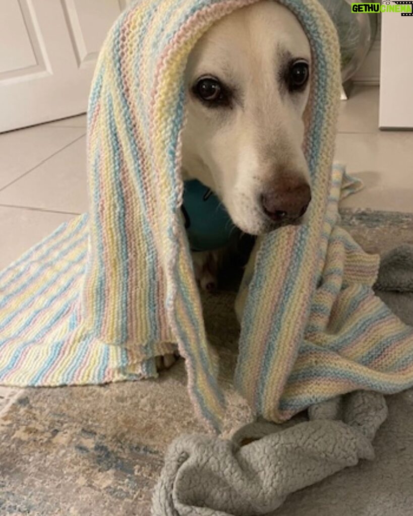 Lorraine Kelly Instagram - This is Sammy - who adopted our director Ralph - modelling the blankie I just knitted for him. He’s GORGEOUS #dogsofinstagram #blanket #knitting #happy #handsome