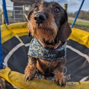 Lorraine Kelly Instagram - Happy birthday @rubyisasausage - three years old and cuter than ever #sausagedog #angel #dogsofinstagram #adorable