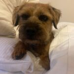 Lorraine Kelly Instagram - Angus says he hopes you are having a good weekend. He’s very busy chasing squirrels and sniffing other dogs bottoms. It’s a hard life for a wee #borderterrier but somehow he manages #adorable #angel #dogsofinstagram