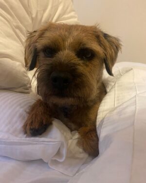 Lorraine Kelly Instagram - Angus says he hopes you are having a good weekend. He’s very busy chasing squirrels and sniffing other dogs bottoms. It’s a hard life for a wee #borderterrier but somehow he manages #adorable #angel #dogsofinstagram