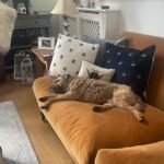 Lorraine Kelly Instagram - So it’s been a tough day for Angus - walking, chasing squirrels and playing with his favourite squeaky toys - he’s exhausted #borderterrier #cute #napping