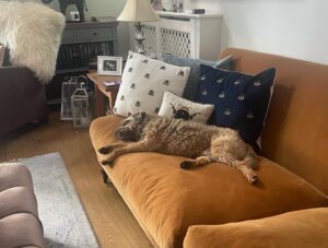 Lorraine Kelly Instagram - So it’s been a tough day for Angus - walking, chasing squirrels and playing with his favourite squeaky toys - he’s exhausted #borderterrier #cute #napping