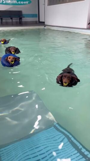 Lorraine Kelly Instagram - Morning!!! Just the cutest - like little baby seals. @rubyisasausage would love this #sausagedog #swimming #adorable #fun #happy