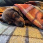 Lorraine Kelly Instagram - Bank holiday vibes from @rubyisasausage - she’s decided to sleep most of the day to recharge after a weekend of being adorable which is obviously exhausting #cute #sausagedog #sleepy #dogsofinstagram