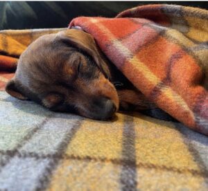 Lorraine Kelly Instagram - Bank holiday vibes from @rubyisasausage - she’s decided to sleep most of the day to recharge after a weekend of being adorable which is obviously exhausting #cute #sausagedog #sleepy #dogsofinstagram