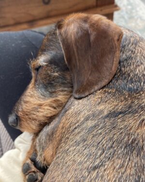 Lorraine Kelly Instagram - Night night says @rubyisasausage - she’s utterly exhausted after all the effort that goes into being cute and adorable - sweet dreams baby girl #sausagedog #dogsofinstagram #cute #sleepy #adorable #angel