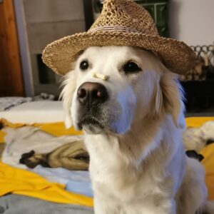 Lucie Polišenská Instagram - #goldenretriever #bublina #cepice Blíží se zima a Bublinka si vybírá, co jí bude nejvíc slušet 🥰🥰🥰🥰 je to prostě parádnica! 🤗