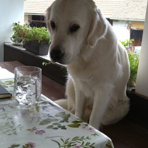 Lucie Polišenská Instagram - #retriever Ze života naší Bublinky! Ona je prostě zlatá! Sice má  pořád výraz ublížené laně,ale to miláček♥️♥️♥️♥️