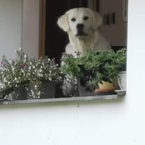 Lucie Polišenská Instagram - #retriever Ze života naší Bublinky! Ona je prostě zlatá! Sice má  pořád výraz ublížené laně,ale to miláček♥️♥️♥️♥️