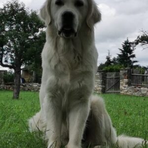 Lucie Polišenská Instagram - #retriever Ze života naší Bublinky! Ona je prostě zlatá! Sice má  pořád výraz ublížené laně,ale to miláček♥️♥️♥️♥️