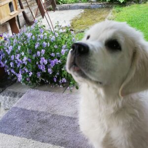 Lucie Polišenská Instagram - #retriever Ze života naší Bublinky! Ona je prostě zlatá! Sice má  pořád výraz ublížené laně,ale to miláček♥️♥️♥️♥️