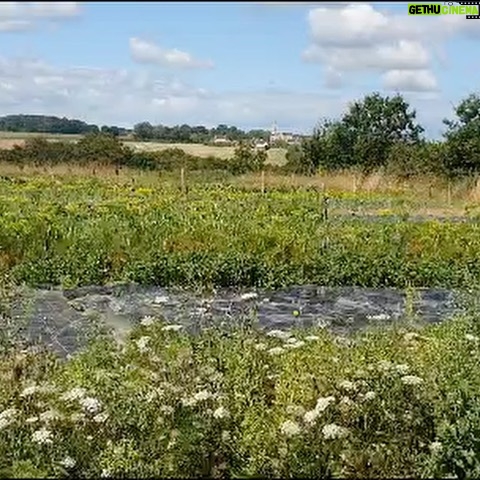 Lucie Lucas Instagram - Les copaines ☀️ L’été est presque fini et laisse derrière lui ce goût doux-amer… Celui des souvenirs de vacances, des moments partagés avec ceux qu’on aime, du temps long et bon, mais aussi celui des chaleurs étouffantes, de la sécheresse et des incendies à répétition… Alors ici à la @fermedelavillelambert nous préparons le monde de demain, celui qu’on veut durable, sain, et inspirant ✨ Nous construisons un sanctuaire où la vie a sa place partout, sous toutes ses formes. À chacun de nous de trouver son chemin pour donner du sens à notre avenir 🌱