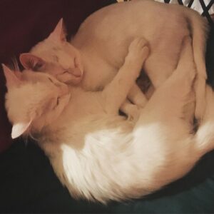 Lucy Walters Instagram - Emotional support kitties
