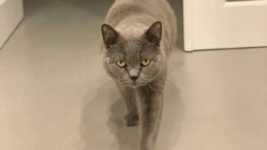 Luísa Barbosa Instagram - Esta semana, despedimo-nos da nossa #budathecat 
Apesar de saber que o problema dela era um bomba-relógio, fui um pouco apanhada de surpresa. Resta-me saber que, agora, temos mais uma ⭐ a olhar por nós. 🧡
Um agradecimento a todos no @grupohospitaldogato que nos apoiaram nesta altura difícil.