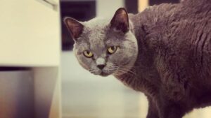 Luísa Barbosa Instagram - Esta semana, despedimo-nos da nossa #budathecat 
Apesar de saber que o problema dela era um bomba-relógio, fui um pouco apanhada de surpresa. Resta-me saber que, agora, temos mais uma ⭐ a olhar por nós. 🧡
Um agradecimento a todos no @grupohospitaldogato que nos apoiaram nesta altura difícil.