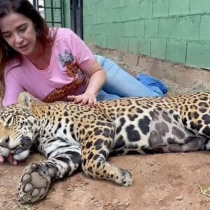 Luma de Oliveira Instagram - Nesse vídeo e na sequência de fotos, minha afilhada está anestesiada  porque tinha acabado de fazer um check-up. Fui para Goiás  leva-la para sua nova casa. 
Coragem agora mora no maior recinto do país construído para uma onça! 
Muitas árvores, açude para nadar, muita área verde para correr e assim, poder preservar ao máximo sua natureza selvagem. 

Esse recinto está dentro do Instituto Onça-Pintada onde ela já morava  há quase 2 anos quando foi resgatada ainda bebê, desidratada , com fome e andando sem rumo.  Lá, ela  cresceu forte, saudável e amada. 

A história da Coragem me comoveu e por isso me prontifiquei a 
ajudá-la. De lá pra cá aprendi mais  sobre a importância da espécie. Gostar e apreciar não basta. Nós como sociedade, também podemos  ajudar, cuidar e proteger para que não entre em extinção. 

Quanto á mim, nesse domingo eu tinha uma linda missão pela frente. E assim foi! 
Foi lindo!
Foi mágico!
Foi engrandecedor! 

Trabalho lindo do @leandro_silveira_iop 
@anah_jacomo_iop 
@reprocon_org 
🙏🏼❤️🤝🐆🙌🏼