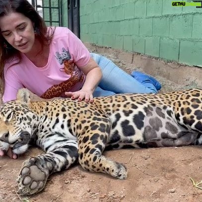 Luma de Oliveira Instagram - Nesse vídeo e na sequência de fotos, minha afilhada está anestesiada porque tinha acabado de fazer um check-up. Fui para Goiás leva-la para sua nova casa. Coragem agora mora no maior recinto do país construído para uma onça! Muitas árvores, açude para nadar, muita área verde para correr e assim, poder preservar ao máximo sua natureza selvagem. Esse recinto está dentro do Instituto Onça-Pintada onde ela já morava há quase 2 anos quando foi resgatada ainda bebê, desidratada , com fome e andando sem rumo. Lá, ela cresceu forte, saudável e amada. A história da Coragem me comoveu e por isso me prontifiquei a ajudá-la. De lá pra cá aprendi mais sobre a importância da espécie. Gostar e apreciar não basta. Nós como sociedade, também podemos ajudar, cuidar e proteger para que não entre em extinção. Quanto á mim, nesse domingo eu tinha uma linda missão pela frente. E assim foi! Foi lindo! Foi mágico! Foi engrandecedor! Trabalho lindo do @leandro_silveira_iop @anah_jacomo_iop @reprocon_org 🙏🏼❤️🤝🐆🙌🏼