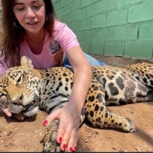 Luma de Oliveira Instagram - Nesse vídeo e na sequência de fotos, minha afilhada está anestesiada  porque tinha acabado de fazer um check-up. Fui para Goiás  leva-la para sua nova casa. 
Coragem agora mora no maior recinto do país construído para uma onça! 
Muitas árvores, açude para nadar, muita área verde para correr e assim, poder preservar ao máximo sua natureza selvagem. 

Esse recinto está dentro do Instituto Onça-Pintada onde ela já morava  há quase 2 anos quando foi resgatada ainda bebê, desidratada , com fome e andando sem rumo.  Lá, ela  cresceu forte, saudável e amada. 

A história da Coragem me comoveu e por isso me prontifiquei a 
ajudá-la. De lá pra cá aprendi mais  sobre a importância da espécie. Gostar e apreciar não basta. Nós como sociedade, também podemos  ajudar, cuidar e proteger para que não entre em extinção. 

Quanto á mim, nesse domingo eu tinha uma linda missão pela frente. E assim foi! 
Foi lindo!
Foi mágico!
Foi engrandecedor! 

Trabalho lindo do @leandro_silveira_iop 
@anah_jacomo_iop 
@reprocon_org 
🙏🏼❤️🤝🐆🙌🏼