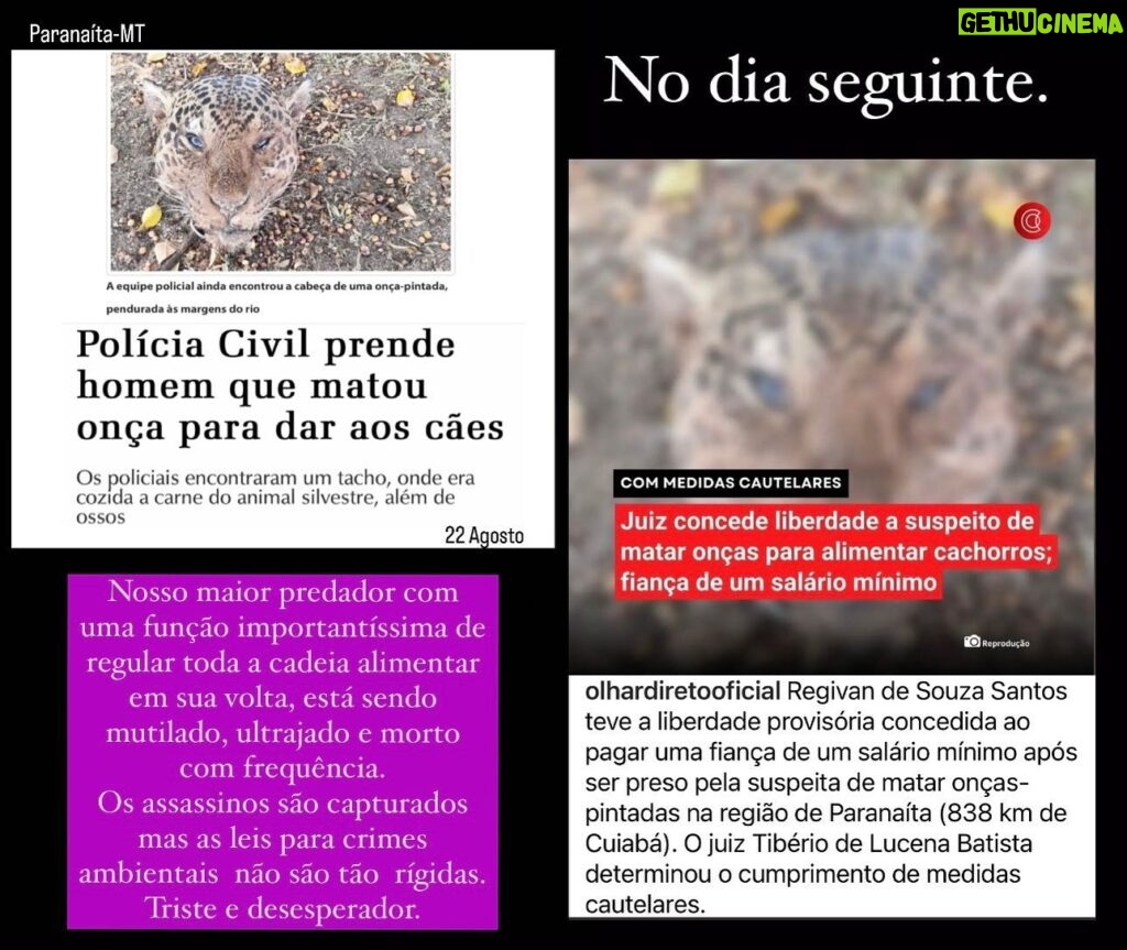 Luma de Oliveira Instagram - Postei ontem, 22/8, lamentando a perda de mais uma onça-pintada (espécie ameaçada de extinção), escrevi que no meu entendimento, as leis são brandas para esse tipo de crime. O que aconteceu 24 horas depois, me faz pensar que nós, como sociedade civil, podemos agir pedindo mudanças. Estou me informando melhor para que possamos agir dentro da lei, exigindo mais proteção com a espécie que é patrimônio de todos nós. Nosso maior predador merece viver com dignidade.