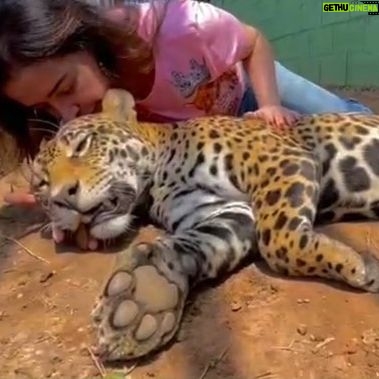 Luma de Oliveira Instagram - Nesse vídeo e na sequência de fotos, minha afilhada está anestesiada porque tinha acabado de fazer um check-up. Fui para Goiás leva-la para sua nova casa. Coragem agora mora no maior recinto do país construído para uma onça! Muitas árvores, açude para nadar, muita área verde para correr e assim, poder preservar ao máximo sua natureza selvagem. Esse recinto está dentro do Instituto Onça-Pintada onde ela já morava há quase 2 anos quando foi resgatada ainda bebê, desidratada , com fome e andando sem rumo. Lá, ela cresceu forte, saudável e amada. A história da Coragem me comoveu e por isso me prontifiquei a ajudá-la. De lá pra cá aprendi mais sobre a importância da espécie. Gostar e apreciar não basta. Nós como sociedade, também podemos ajudar, cuidar e proteger para que não entre em extinção. Quanto á mim, nesse domingo eu tinha uma linda missão pela frente. E assim foi! Foi lindo! Foi mágico! Foi engrandecedor! Trabalho lindo do @leandro_silveira_iop @anah_jacomo_iop @reprocon_org 🙏🏼❤️🤝🐆🙌🏼