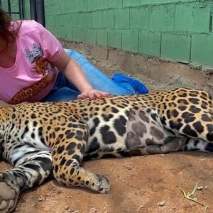 Luma de Oliveira Instagram - Nesse vídeo e na sequência de fotos, minha afilhada está anestesiada  porque tinha acabado de fazer um check-up. Fui para Goiás  leva-la para sua nova casa. 
Coragem agora mora no maior recinto do país construído para uma onça! 
Muitas árvores, açude para nadar, muita área verde para correr e assim, poder preservar ao máximo sua natureza selvagem. 

Esse recinto está dentro do Instituto Onça-Pintada onde ela já morava  há quase 2 anos quando foi resgatada ainda bebê, desidratada , com fome e andando sem rumo.  Lá, ela  cresceu forte, saudável e amada. 

A história da Coragem me comoveu e por isso me prontifiquei a 
ajudá-la. De lá pra cá aprendi mais  sobre a importância da espécie. Gostar e apreciar não basta. Nós como sociedade, também podemos  ajudar, cuidar e proteger para que não entre em extinção. 

Quanto á mim, nesse domingo eu tinha uma linda missão pela frente. E assim foi! 
Foi lindo!
Foi mágico!
Foi engrandecedor! 

Trabalho lindo do @leandro_silveira_iop 
@anah_jacomo_iop 
@reprocon_org 
🙏🏼❤️🤝🐆🙌🏼