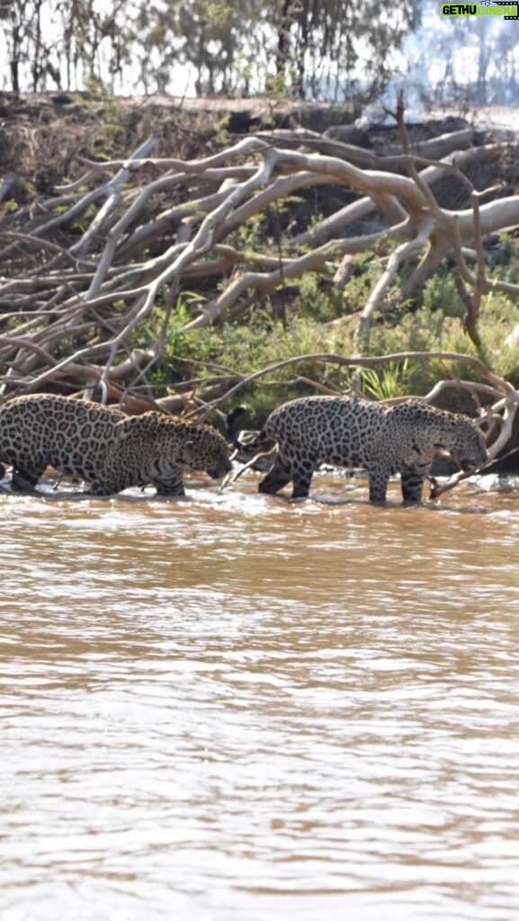 Luma de Oliveira Instagram - eobichomt🚨🚨SOCORRO URGENTE 🚨🚨 ONÇAS EM PERIGO 🐆🔥🐆 No Pantanal, o fogo avança com tudo dentro do Parque Estadual Encontro das Águas E AGORA VAI EM DIREÇÃO AO LOCAL DO PARQUE ONDE ESTÁ O REFÚGIO DAS ONÇAS-PINTADAS! DE ontem para hoje O FOGO avançou 500m e ESTÁ INDO EM DIREÇÃO ÀS ONÇAS! PRECISAMOS DA AJUDA DE TODOS PARA A CONTENÇÃO DESSE FOGO NESSE ESPAÇO AGORA! @cbmmt @ibamagov @sema.matogrosso @govmatogrosso @governodobrasil @rodrigoagostinho @mmeioambiente @marinasilvaoficial @sospantanal Ajude a manter nossa equipe em campo! Doe qualquer valor pelo PIX! CNPJ É o Bicho MT 42.442.070/0001-40 CNPJ GRAD Brasil 42.085.146.0001-38 Compartilhe esse post de pedido de socorro ao Pantanal.