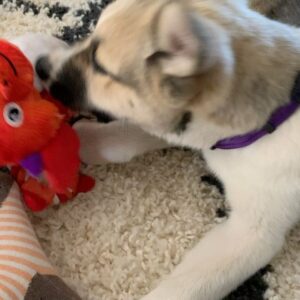 Lyrica Okano Instagram - Joan Marie aka “Joanie”🐶❤️