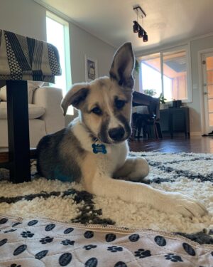 Lyrica Okano Instagram - Joan Marie aka “Joanie”🐶❤️