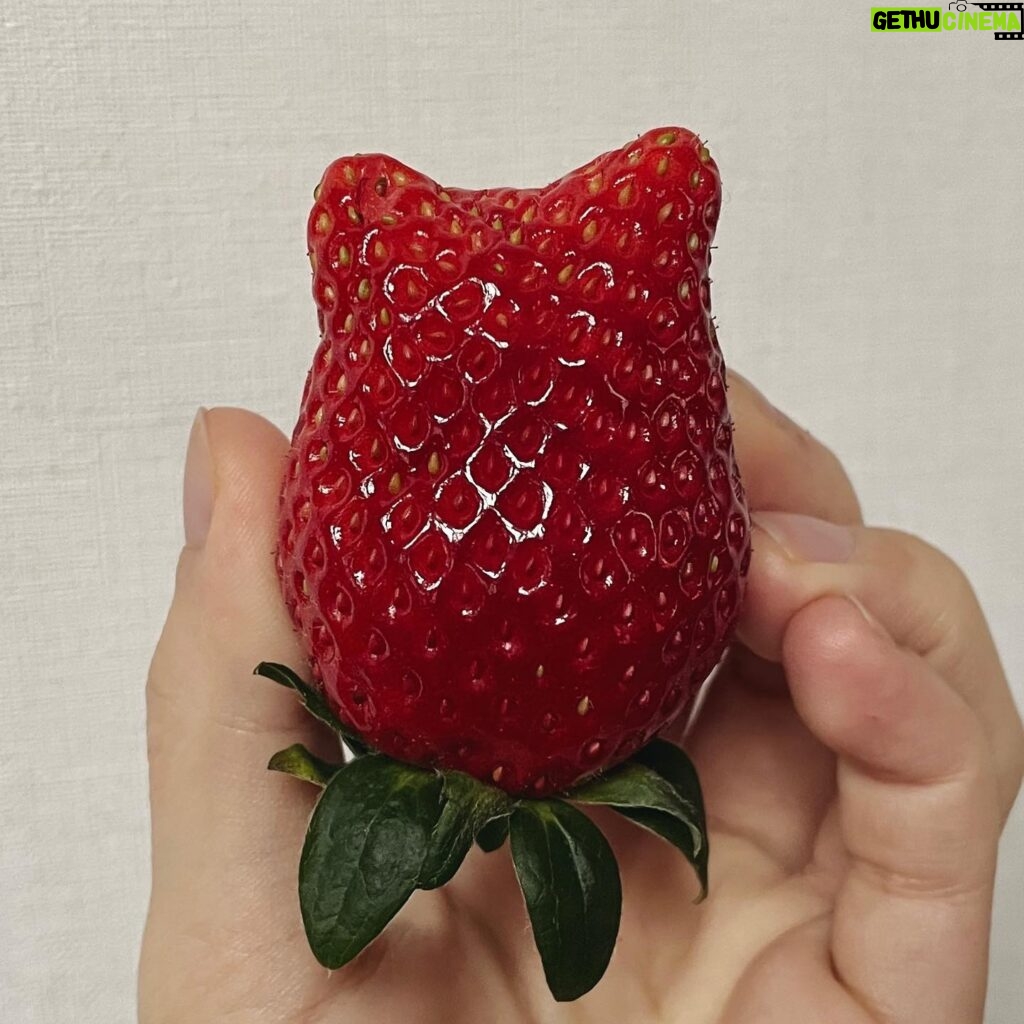 MIZYU Instagram - この苺様と共に2024年をはじめました かけがえのない苺様 謹賀 今年も宜しくお願いいたします ❕