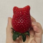 MIZYU Instagram – この苺様と共に2024年をはじめました
かけがえのない苺様  謹賀
今年も宜しくお願いいたします ❕