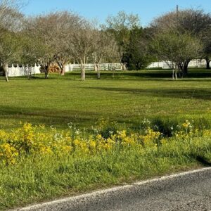 Madison McLaughlin Instagram - not to be dramatic but every time I see flowers on the side of the road like this I cry a little & no I don’t care if they’re “actually weeds” they are PRETTY and I LOVE THEM ok??