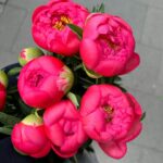Magdalena Lamparska Instagram – Maj. 

Kiedy kupowałam dziś te piękne peonie dla Bartka, pan sprzedawca powiedział, że to jest takie miłe i niepopularne kupować kwiaty mężczyźnie, bo on nigdy nie dostał… a Wy kupujecie kwiaty swoim chłopakom?

#prosteradości #kwiatydlaniego