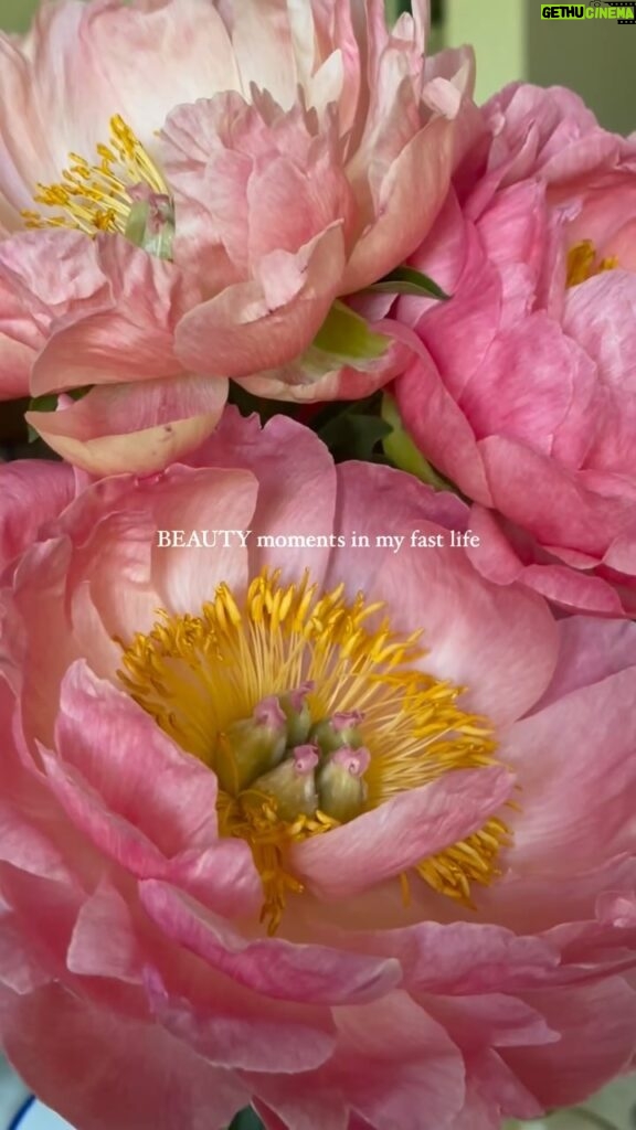 Magdalena Lamparska Instagram - Układam je zawsze po swojemu. 🌺 Peonie to moje ukochane kwiatowe dzieła sztuki. Też je tak uwielbiacie? #peonie
