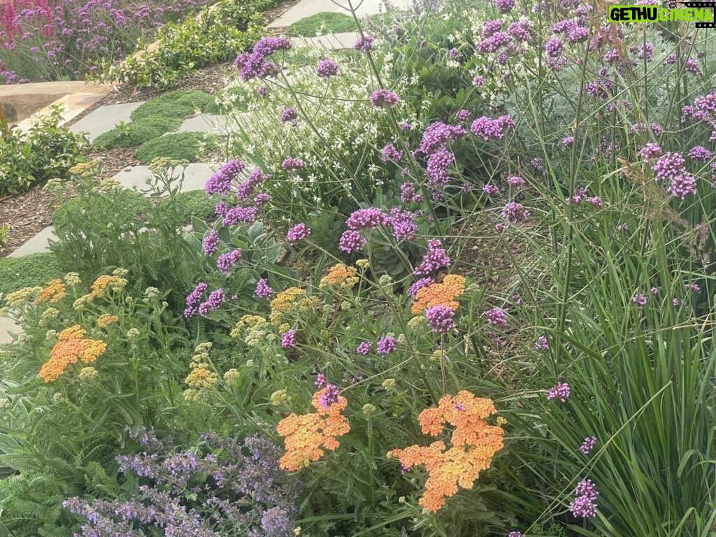 Maggie Beer Instagram - "My new summer garden; all low maintenance and colour - except weeding of course!" - Maggie Beer
