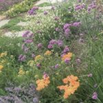 Maggie Beer Instagram – “My new summer garden; all low maintenance and colour – except weeding of course!” – Maggie Beer