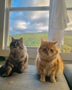 Maggie Geha Instagram - ☁️ 🐱 ⛰️