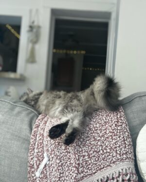Maggie Geha Instagram - ☁️ 🐱 ⛰️