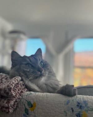 Maggie Geha Instagram - ☁️ 🐱 ⛰️