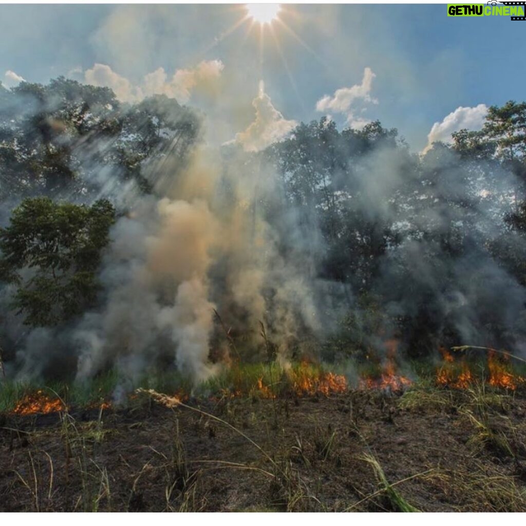 Maggie Grace Instagram - 🚨🧯Brazil’s deliberately set massive rainforest fires. The Amazon- the “lungs of the world”- produces 20% of the worlds oxygen. Fires are up 84% compared to only last year and spreading; if this continues it will be a terrible tipping point for climate change. All of this is being done for beef production, already one of the worst, highest impact foods. What we can do: Eat less beef, donate your time or resources to @amazonwatch @rainforestalliance @rainforestactionnetwork, buy fewer paper products, & choose those endorsed by the Rainforest Alliance. And if you’re a citizen of Brazil, please raise your political voice (I certainly empathize; my country’s also making insane decisions on the most important ecological matters that endanger us all) #prayforamazonia #climatejustice