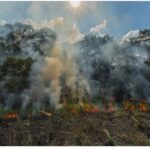 Maggie Grace Instagram – 🚨🧯Brazil’s deliberately set massive rainforest fires. The Amazon- the “lungs of the world”- produces 20% of the worlds oxygen. Fires are up 84% compared to only last year and spreading; if this continues it will be a terrible tipping point for climate change. All of this is being done for beef production, already one of the worst, highest impact foods. What we can do: Eat less beef, donate your time or resources to @amazonwatch @rainforestalliance @rainforestactionnetwork, buy fewer paper products, & choose those endorsed by the Rainforest Alliance. And if you’re a citizen of Brazil, please raise your political voice (I certainly empathize; my country’s also making insane decisions on the most important ecological matters that endanger us all) #prayforamazonia #climatejustice