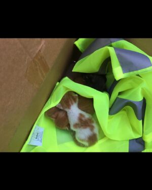 Maggie Gyllenhaal Instagram - “I’m alive, actually”……..On the second day of shooting @thelostdaughterfilm a litter of kittens was born in the back of my car. We had left the windows open.