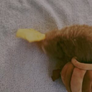 Mai Hagiwara Instagram - 我が家に新しい家族ができました♡

ぷぅです🐻
おもちゃがダイスキで
人懐っこいカワイイ女の子です🪽

よろしくお願いします︎🌼