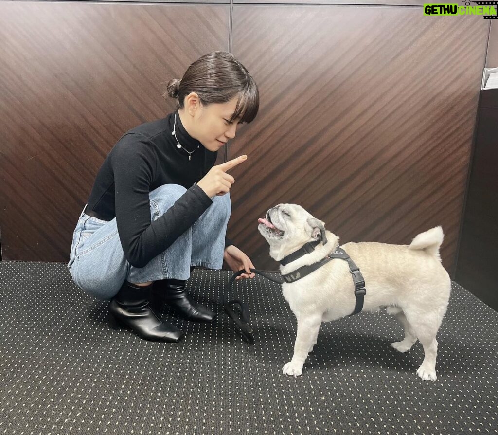 Mai Fukagawa Instagram - 🐶 事務所の方の愛犬、パグのぶんちゃんと対面。 おすわり！と言ってる私と、 全然聞いてないぶんちゃんです。笑 今夜、BS-TBS「サワコ」第6話放送です！ いよいよ後半戦に突入🔥 2章もゾクゾクです…。ぜひ見てくださいっ。