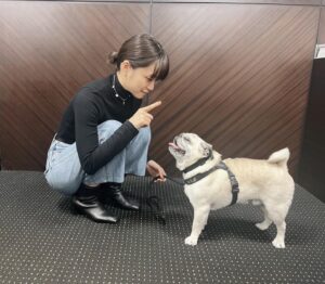 Mai Fukagawa Instagram - 🐶
事務所の方の愛犬、パグのぶんちゃんと対面。
おすわり！と言ってる私と、
全然聞いてないぶんちゃんです。笑

今夜、BS-TBS「サワコ」第6話放送です！
いよいよ後半戦に突入🔥
2章もゾクゾクです…。ぜひ見てくださいっ。