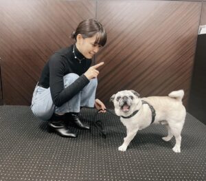 Mai Fukagawa Instagram - 🐶
事務所の方の愛犬、パグのぶんちゃんと対面。
おすわり！と言ってる私と、
全然聞いてないぶんちゃんです。笑

今夜、BS-TBS「サワコ」第6話放送です！
いよいよ後半戦に突入🔥
2章もゾクゾクです…。ぜひ見てくださいっ。