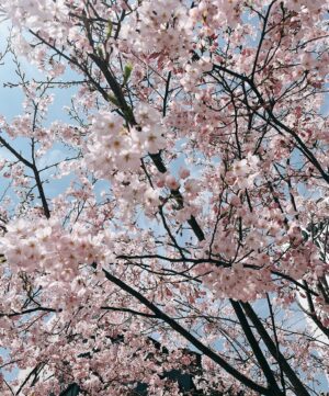 Mai Fukagawa Instagram - 4月。春ですね〜🌸🌸
昨日はエイプリルフールだったので、
ストーリーで「ご飯6合食べちゃいました！」と
嘘をついてみようとしたけどあまりにもくだらなくて
恥ずかしくなったのでそっと消しました。笑
　　
写真は、最近春っぽいなぁと思ったものと、
日々の記録のあれこれです📷
　　　
最後の3枚は、今日のラジオでお話した、
友達とへなちょこ登山クラブを結成して
人生初の山登りをしたときの写真です！
山頂で食べたご飯が本当に美味しかったー️☺️
あれから5ヶ月。
果たして2回目は来るのでしょうか…🤫笑