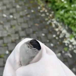Maite Kelly Instagram - .
Ihr Lieben, hier eine kleine persönliche Story … habe auf dem Fahrradweg einen ausgewachsenen Baby-Vogel sehr geschwächt auf dem Boden gefunden. Ich befürchtete das Schlimmste. Hab ihn nicht mit der Hand angefasst … falls seine Mama nach ihm suchen sollte. Da es spät war, war der Tierschutzverein schon zu. Also rief ich eine Freundin, die Tierarzthelferin ist, an. Habe dann die ganze Nacht neben ihm gewacht … Wasser gegeben … dann Kirschwasser … als er dann die ganze Nacht schlief, hoffte ich, dass er es schaffen würde. Heute Morgen wachte er auf, streckte seine Flügel – und flog. Hüpfte dann von Ecke zu Ecke in meinem Zimmer … ich war so glücklich. Da wusste ich, er ist bereit und kann in die Welt. Ich nahm ein T-Shirt und brachte ihn sanft in den Garten … er flog … und wie er flog …