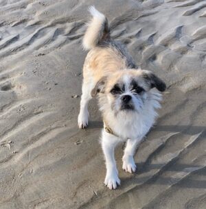 Majandra Delfino Instagram - Had such anxiety about this dog’s anxiety and how he’d handle moving from LA to Maine. While it’s more chaotic here because of how many people are traipsing in and out, it’s also more serene in its foundation and very core. Wasn’t sure which one he’d pick up on. And while he’s still not 100 percent relaxed and will probably always act out his trauma from before being rescued, Señor Pablo has really flourished in the few short weeks he’s been here. I’m glad I went against the advice to leave him in LA for fear of a bad reaction to change. Change did him good. Real good. Good boy Pablo, good boy. 😌
