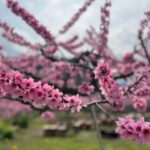 Manami Hashimoto Instagram – 今年もお誘いいただいて2回目の山梨県桃源郷💕田中農園さん。
満開の桃の花を見ながら栄養たっぷりとに育ったイワナをいただいて採れたての山菜や山椒の天ぷら、手打ちの手作りうどん、バーベキュー、美味しいものをたんまりいただきました😍😍お天気も良くサイコーすぎました(^ ^)とにかく癒された☺️